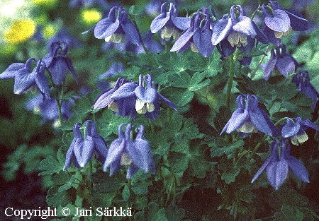 Aquilegia flabellata var. pumila